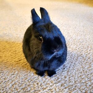 Unlisted Listing Norbit Quality Inspector #7💙🐰🐇